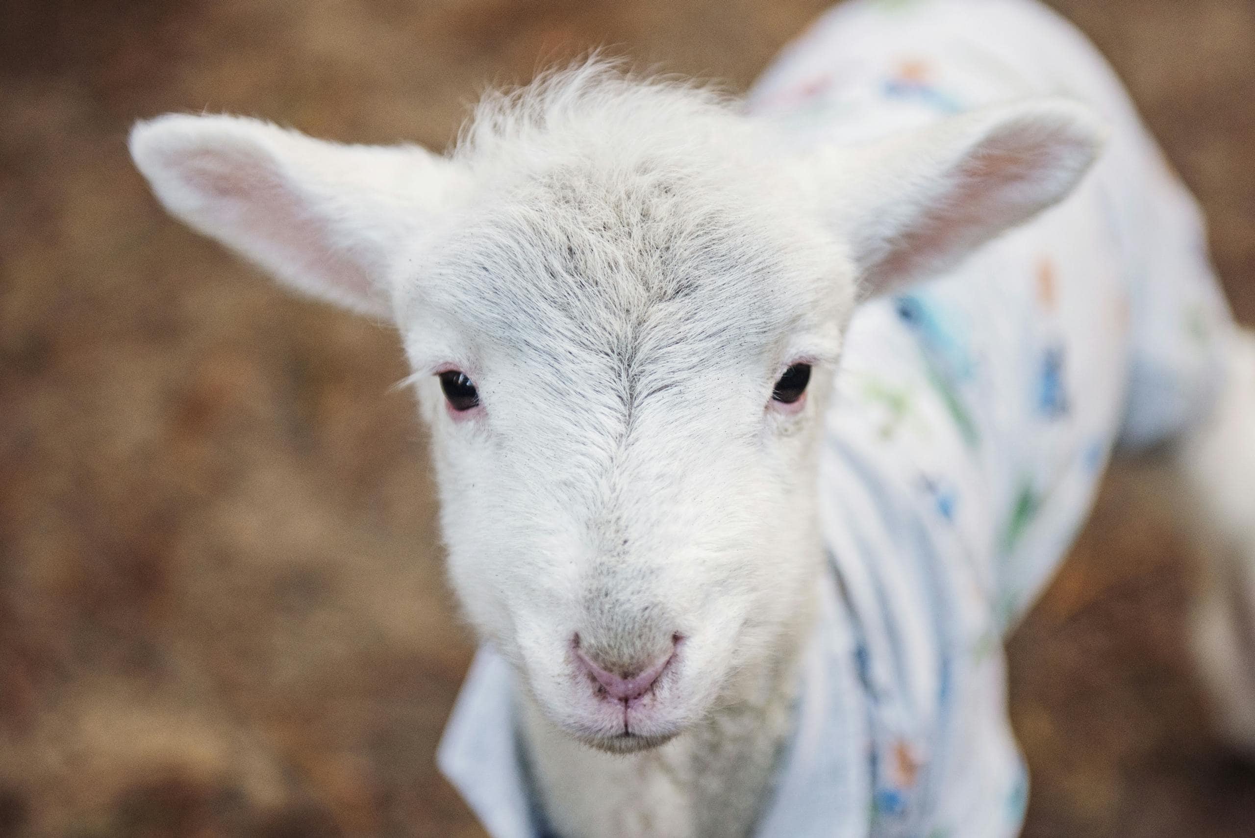 Close-up image of a young lamb in vibrant clothing, standing outdoors with a blurred background and soft, shallow focus. Image used for the article spiritual meaning of lamb.