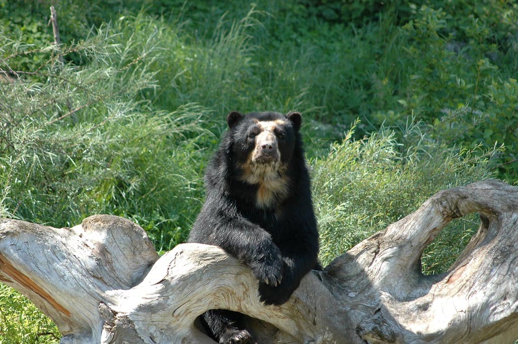 What’s the Spirit Animal for August? Image of a bear is relaxing on a fallen log, surrounded by dense, lush greenery in a peaceful forest setting.