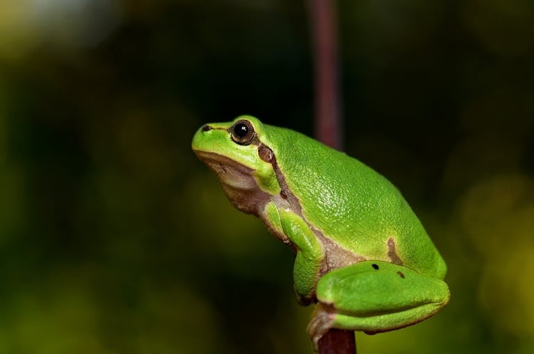 Close-up image of a green frog sits on a branch, its skin smooth and shiny, with a blurred natural background behind it. Image used for the article what does a frog represents.