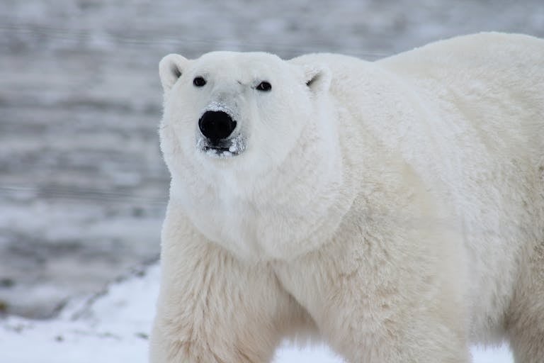 Image of a polar bear standing on icy terrain, surrounded by snow and frozen landscape in its natural habitat. Image used for the article polar bear spirit animal meaning.