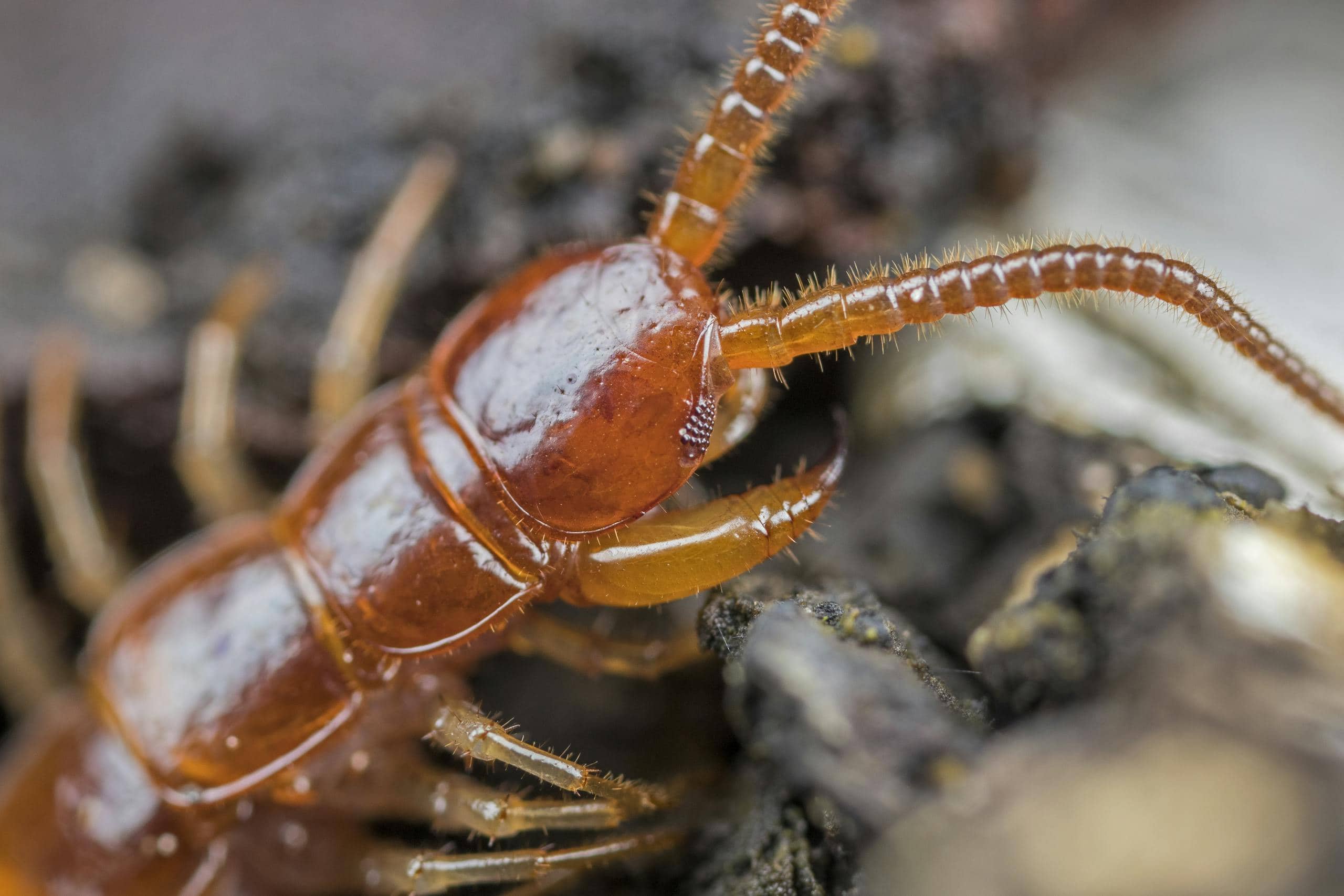 Close-up image of a brown centipede crawls across a natural forest floor, weaving through leaves, twigs, and damp soil.
