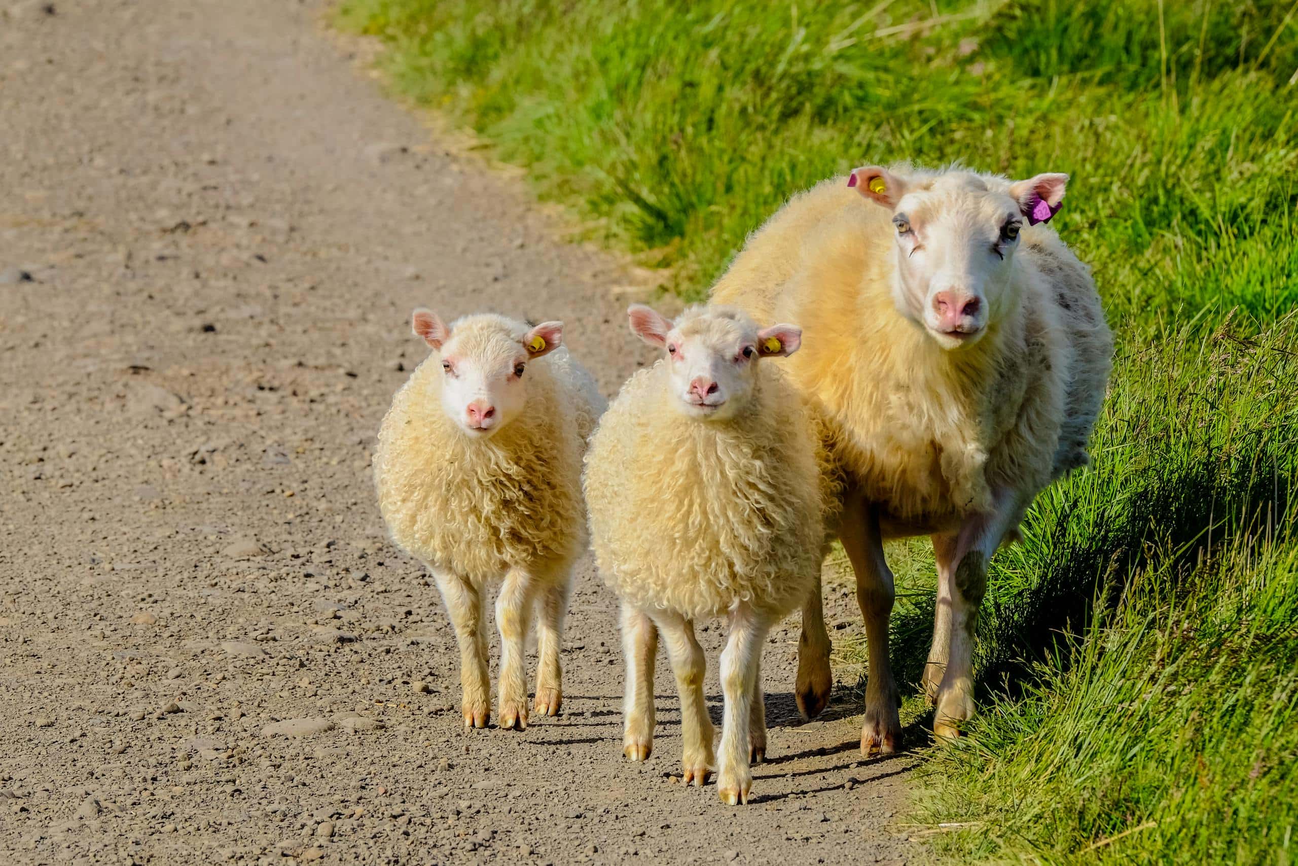 What is the Spiritual Meaning of Lamb? Image of three lambs walk along a sunny rural dirt path, surrounded by green fields, capturing countryside charm.