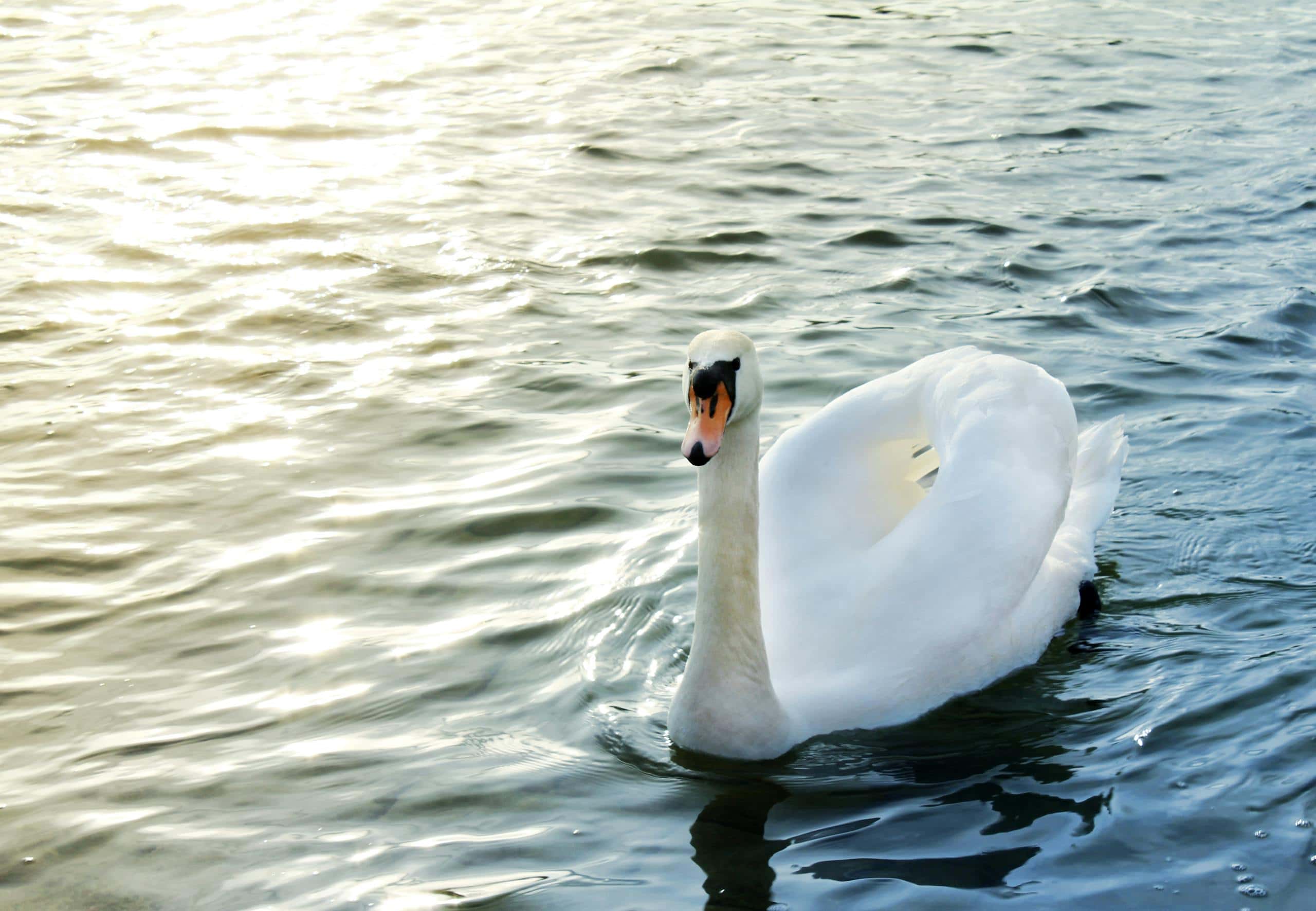 Top 10 Animals that Symbolize Change Image of a white swan swimming in a river, golden sunlight reflecting on the rippling water around it.