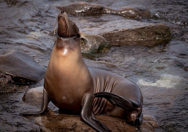 Close-up image of a sea lion basking on a sunlit rock by the ocean, eyes closed and body relaxed under the clear blue sky. Image used for the article animals that symbolize change.