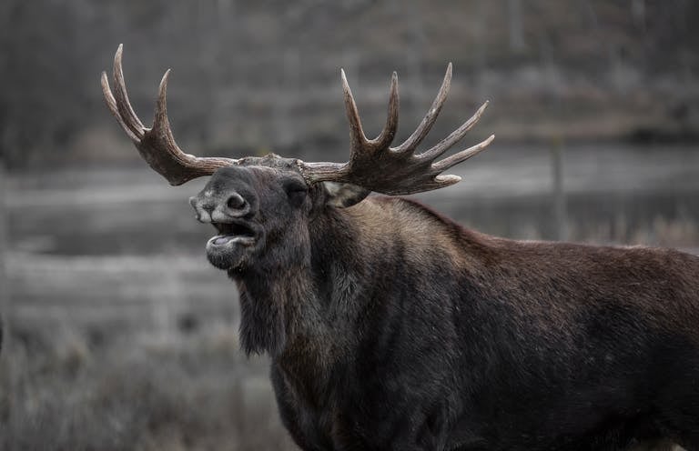 Close-up image of a a wild moose with large antlers, standing alert in a natural outdoor setting. Image used for the article what animal represents honesty.