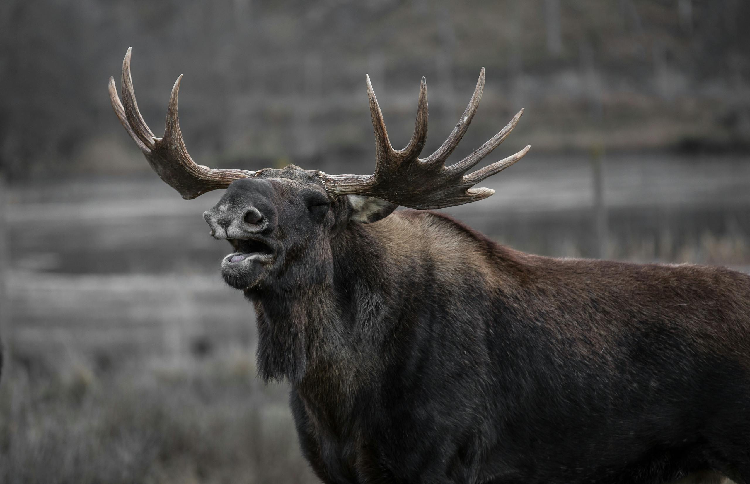Close-up image of a a wild moose with large antlers, standing alert in a natural outdoor setting. Image used for the article what animal represents honesty.
