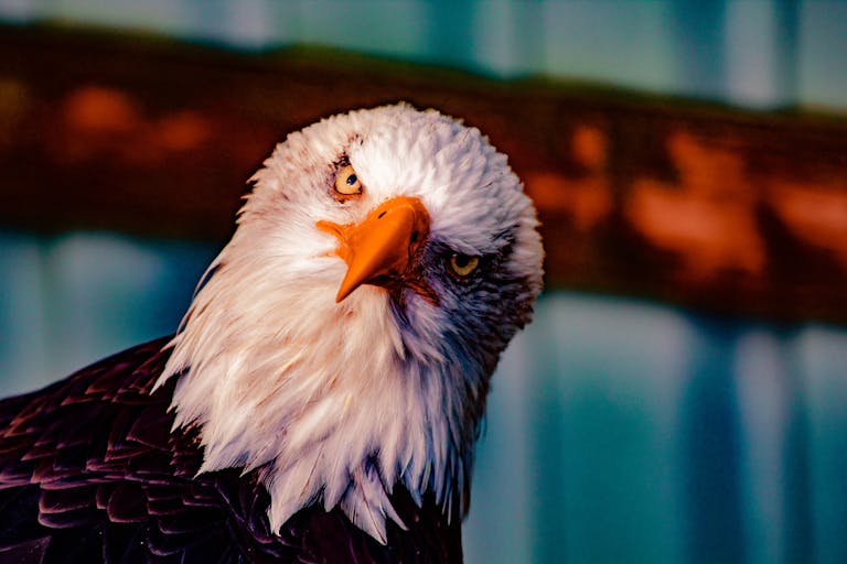 Close-up image of a bald eagle's face, highlighting its sharp beak and piercing, intense yellow eye. Image used for the article animals that represent loyalty.
