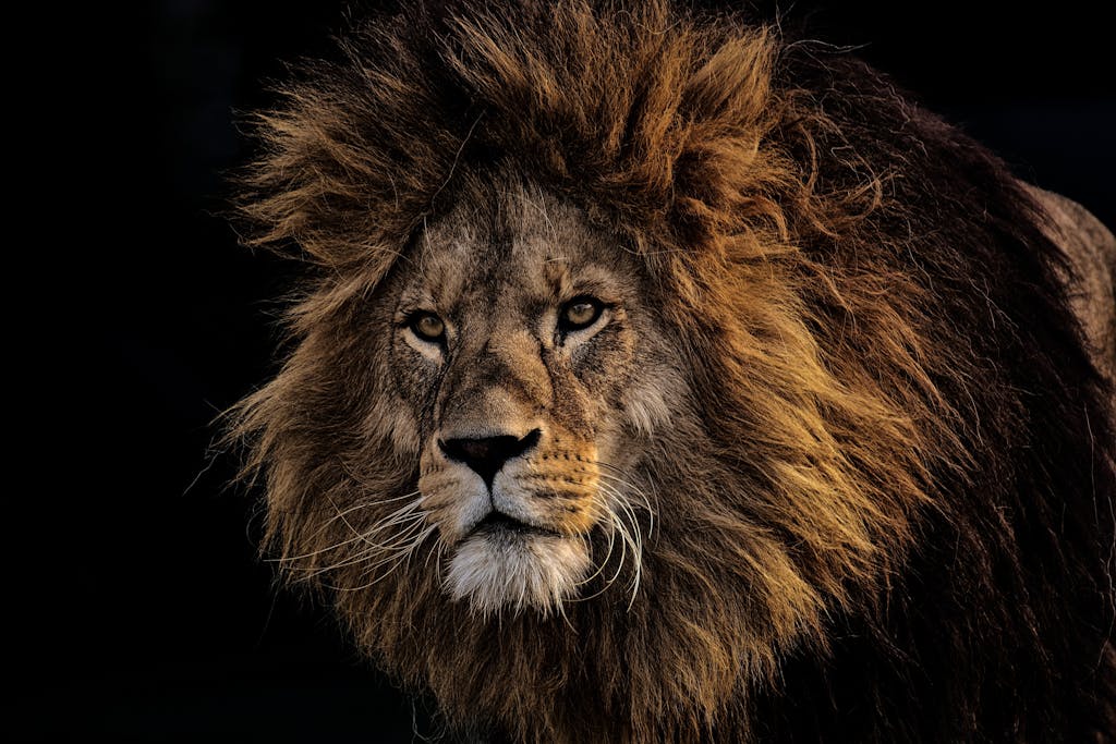Close-up image of a lion with a full mane gazes intensely, set against a dramatic, dark background. Image of a what animal represents honesty across.