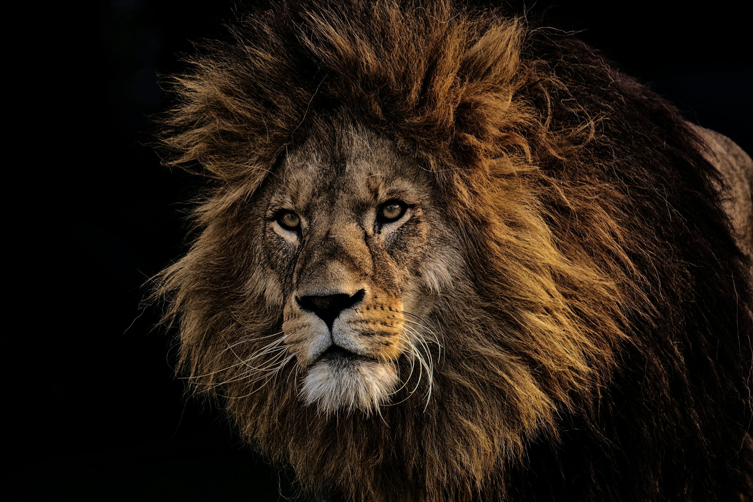What Animal Represents Honesty Across Different Cultures Close-up image of a lion with a full mane gazes intensely, set against a dramatic, dark background. Image of a what animal represents honesty across.