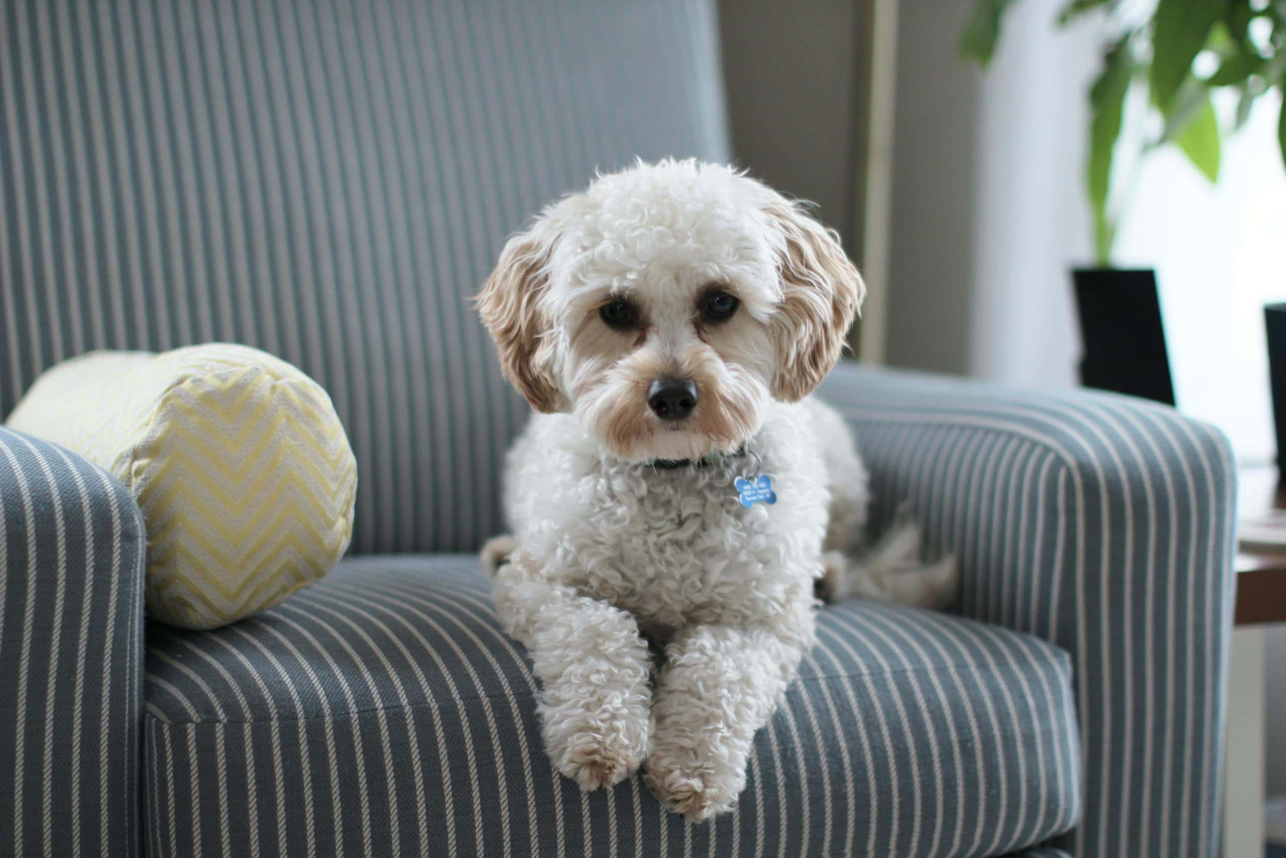 Top 11 Animals that Represent Death Image of a puppy resting on a striped chair in a cozy room with warm lighting and soft decor.