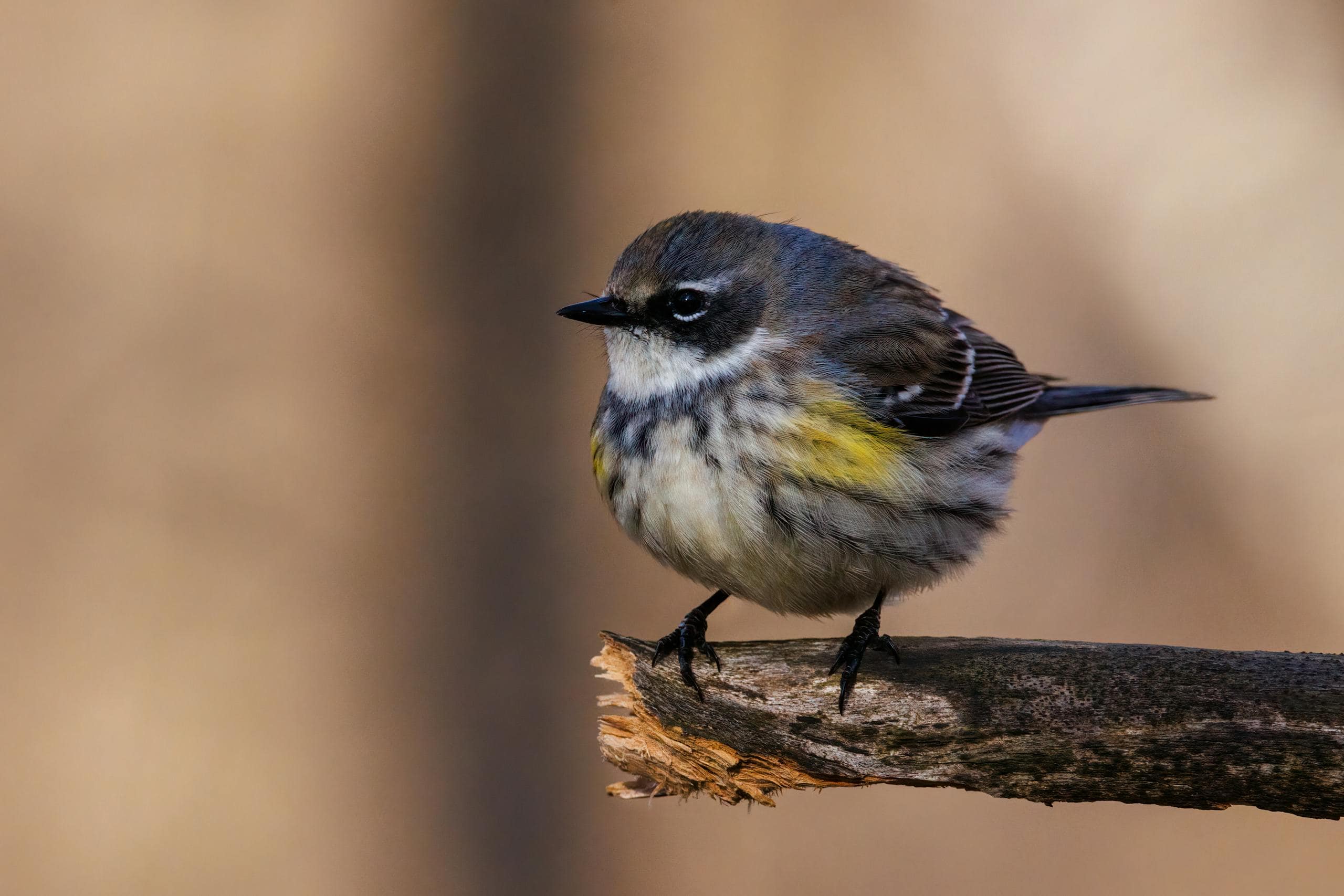 Warbler Spiritual Meaning and Symbolic Significance Close-up image of a myrtle Warbler perched on a branch with a soft, blurred background highlighting the bird’s details.