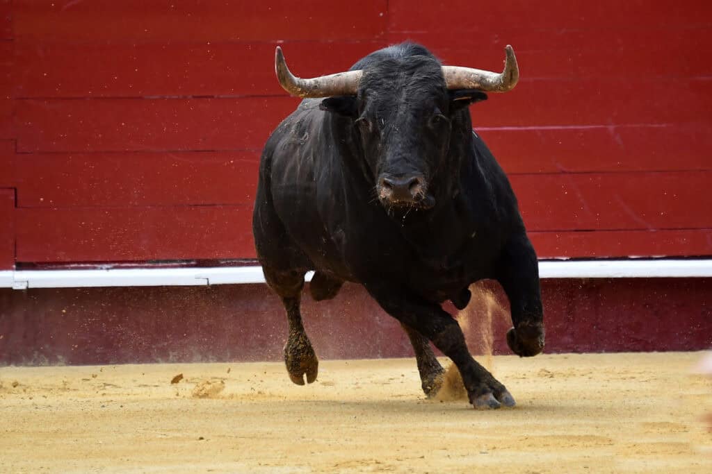 What’s the Spirit Animal for May? A powerful black bull charges forward across a sandy arena, muscles tense and hooves kicking up dust, capturing a moment of raw strength and motion.