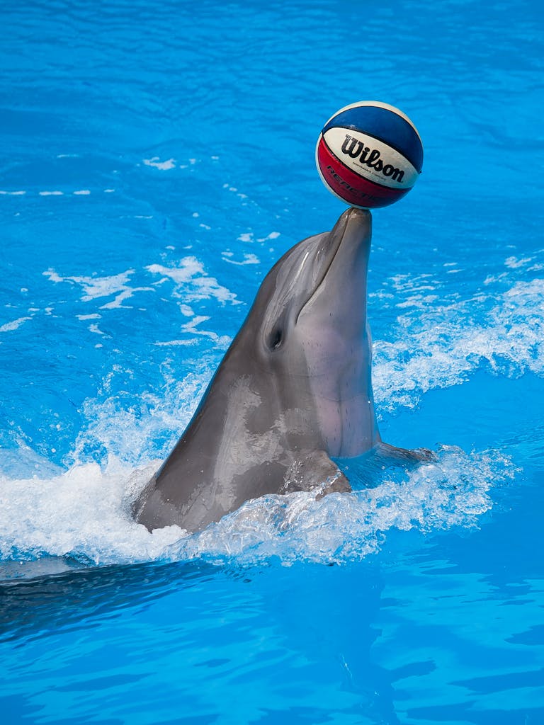 Image of a playful dolphin balances a bright, colorful ball on its nose while swimming in clear blue water. Image used for the article animals that represent intelligence.