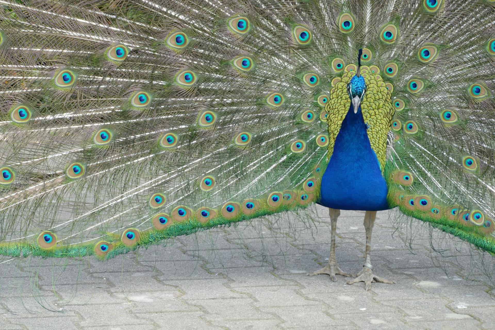 What Animal Represents Kindness? A Complete Guide Image of a peacock displaying its vibrant, iridescent plumage with striking eye-like patterns in full fan shape.