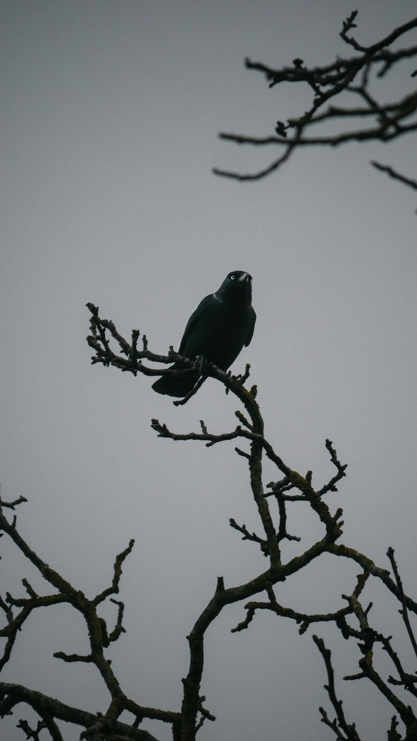 Top 10 Animals that Represent Intelligence Image of a raven perched on leafless branches, silhouetted against a moody, overcast and gloomy sky backdrop. Image used for the article animals that represent intelligence.
