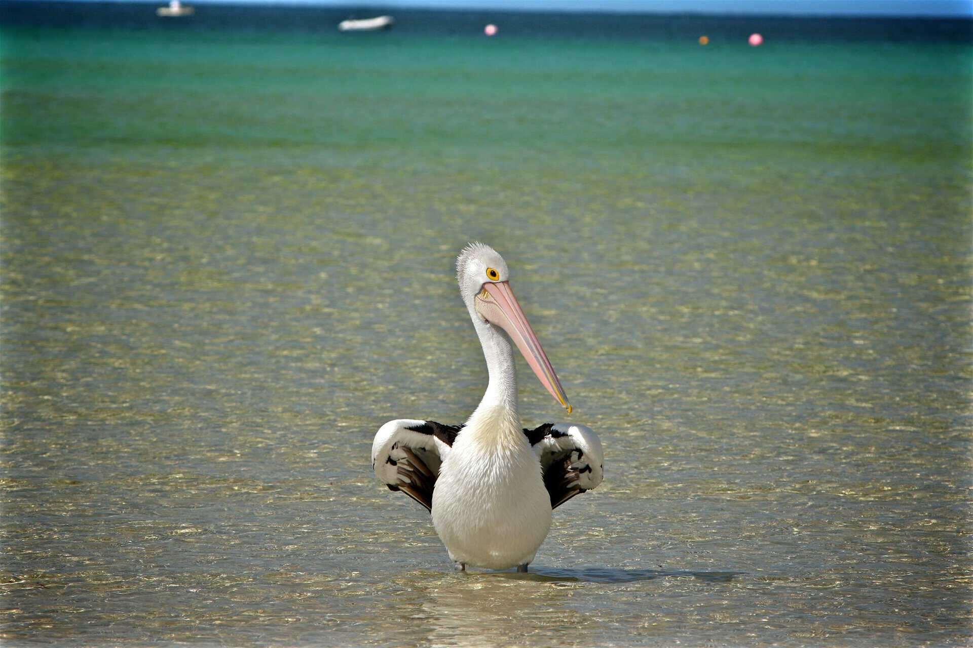 What Animal Represents Kindness? A Complete Guide Image of a standing pelican spreads its wings gracefully on a serene beach with clear blue waters behind.