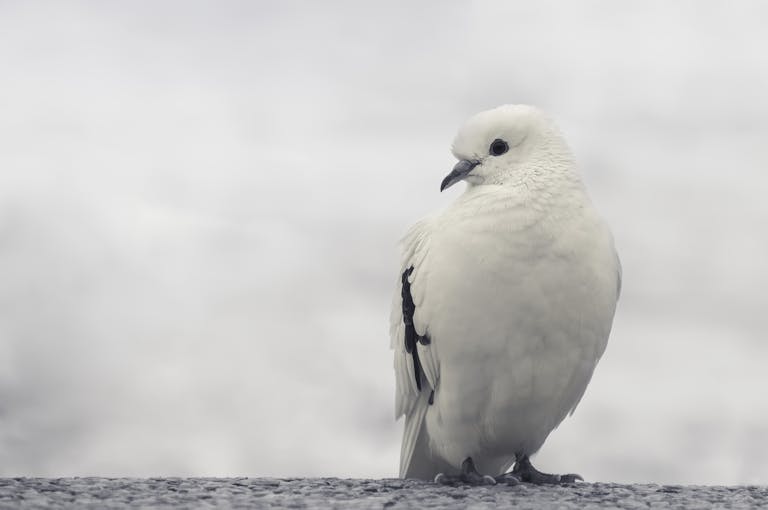 Image of a white dove perched on a wooden branch, surrounded by soft greenery in a calm, peaceful outdoor scene. Image used for the article what animal represents kindness.