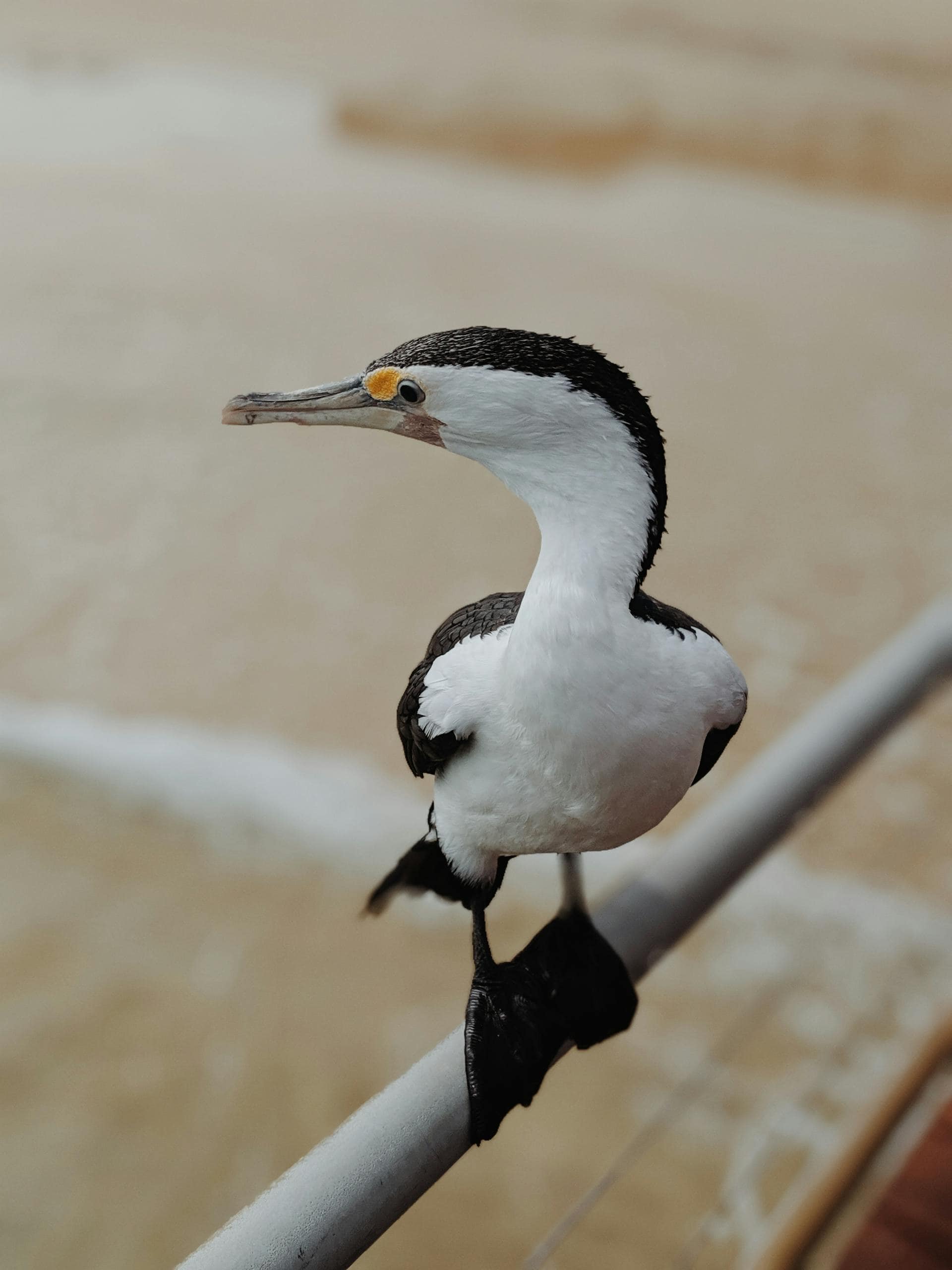 What Animal Represents Creativity? Top 15 Animals Close-up image of cormorant perched gracefully on a metal railing beside calm, rippling water under soft sunlight.