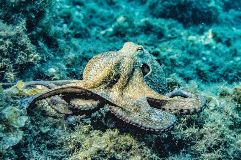 Close-up image of an octopus gracefully gliding through its natural underwater habitat, surrounded by coral and fish. Image used for the article what animal represents creativity.