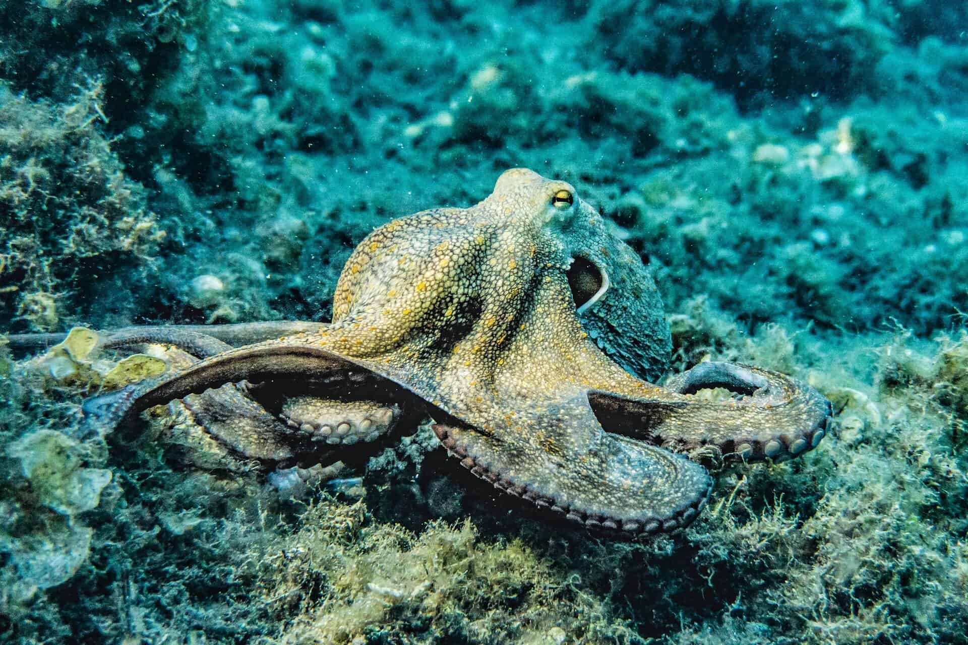 Close-up image of an octopus gracefully gliding through its natural underwater habitat, surrounded by coral and fish. Image used for the article what animal represents creativity.