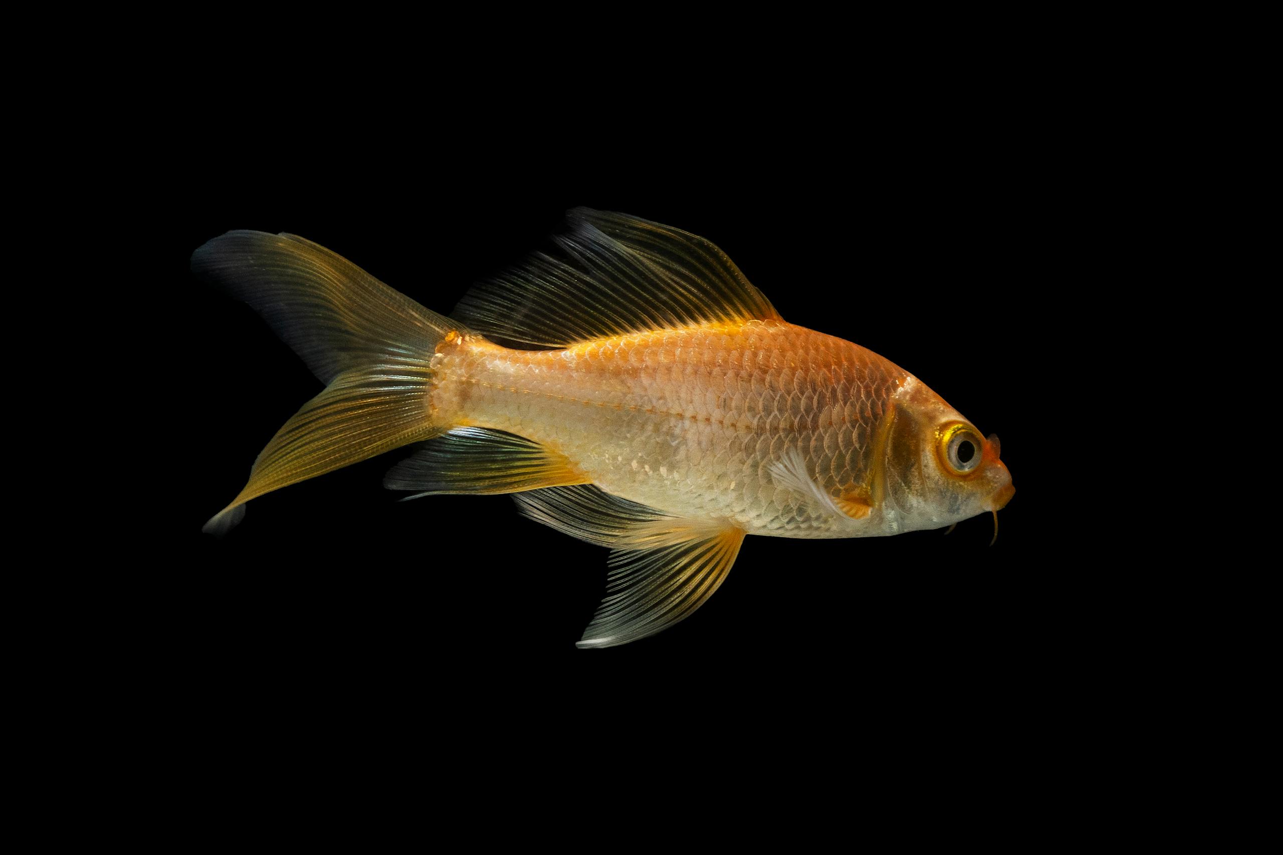 Top 10 Animals that Represent Fertility in Different Cultures Image of a goldfish with glistening scales swims alone against a deep black background. Image used for the article animals that represent fertility.
