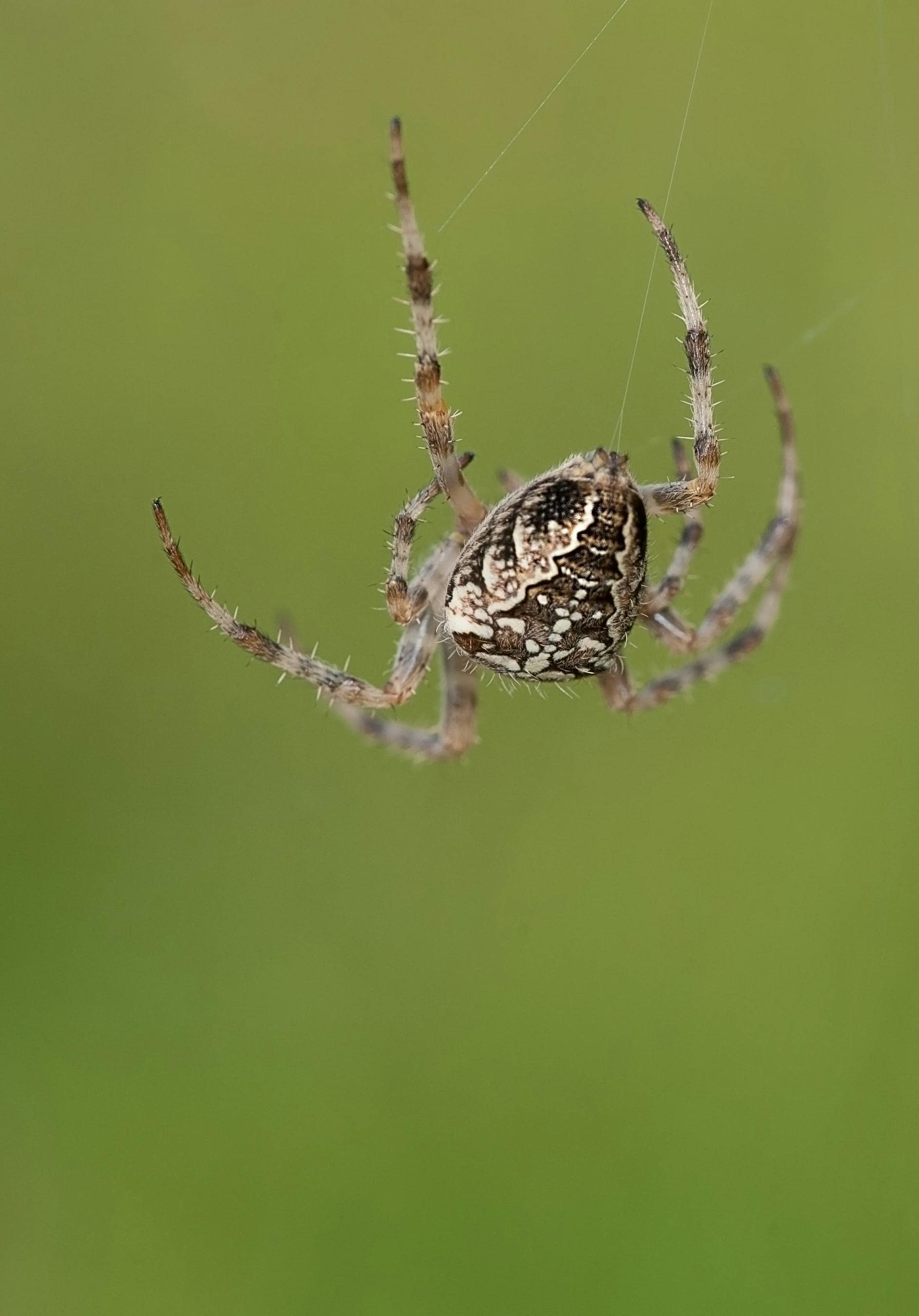 What Animal Represents Creativity? Top 15 Animals Image of a spider suspended on its delicate web with a softly blurred background behind. Image used for the article what animal represents creativity.