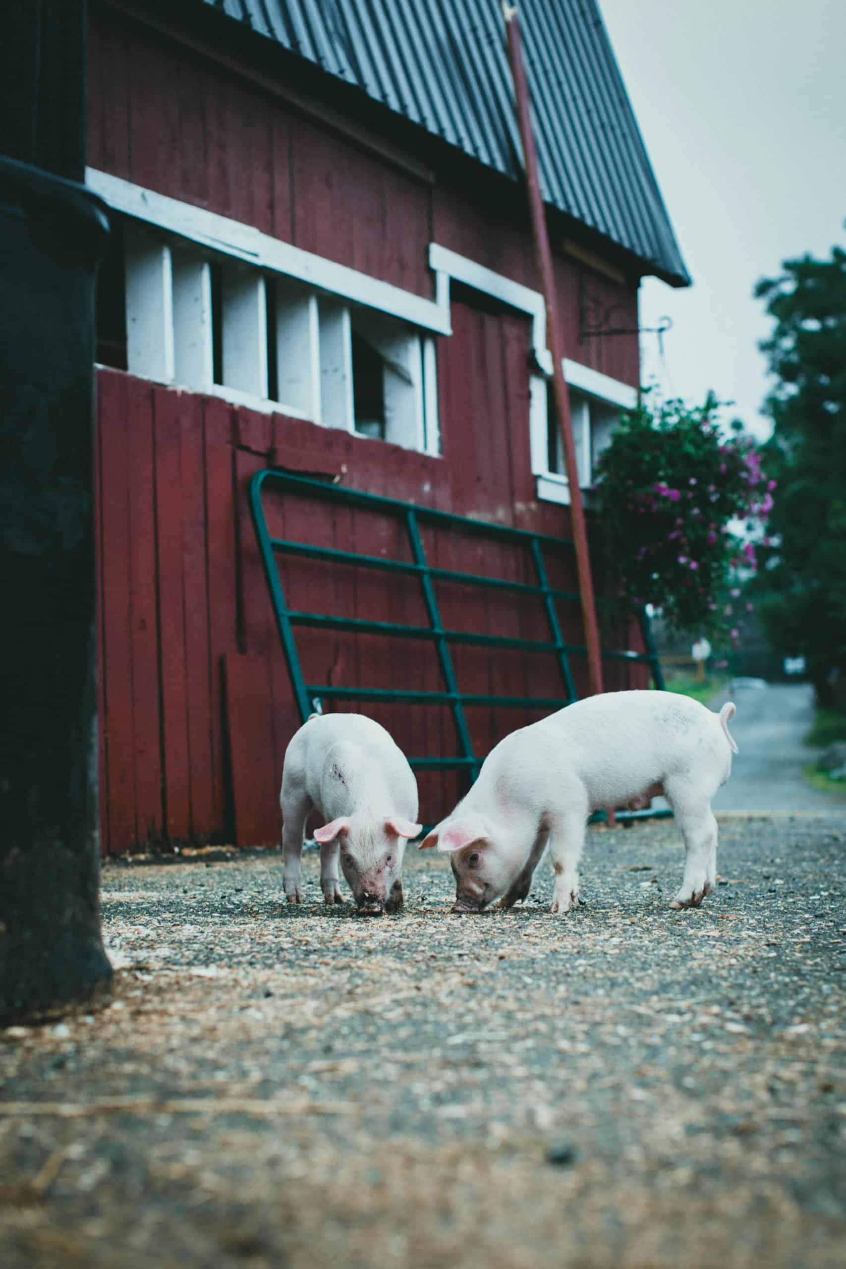 Top 10 Animals that Represent Intelligence Image of a two piglets forage on grassy ground near a bright red barn in a peaceful farm setting.
