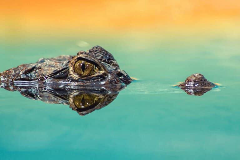 Alligator’s head peeking above still water, reflected in the surface, symbolizing balance between the conscious and subconscious in alligator spirit animal meaning.