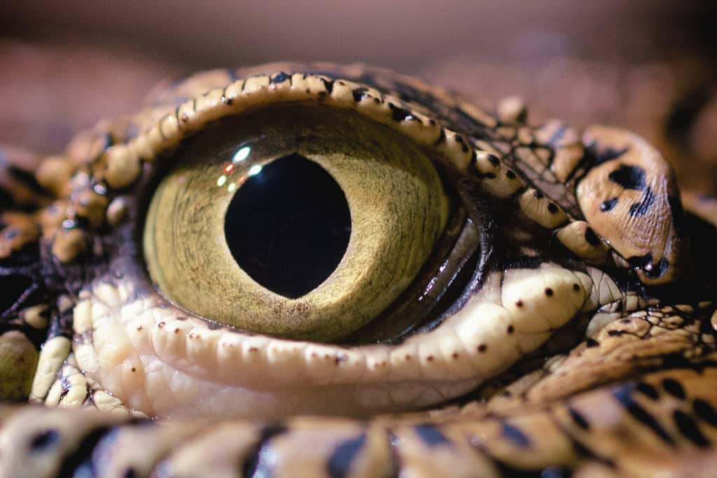 Extreme close-up of an alligator’s golden eye with textured scales around it, symbolizing intuition, foresight, and the deep wisdom of the alligator spirit animal.