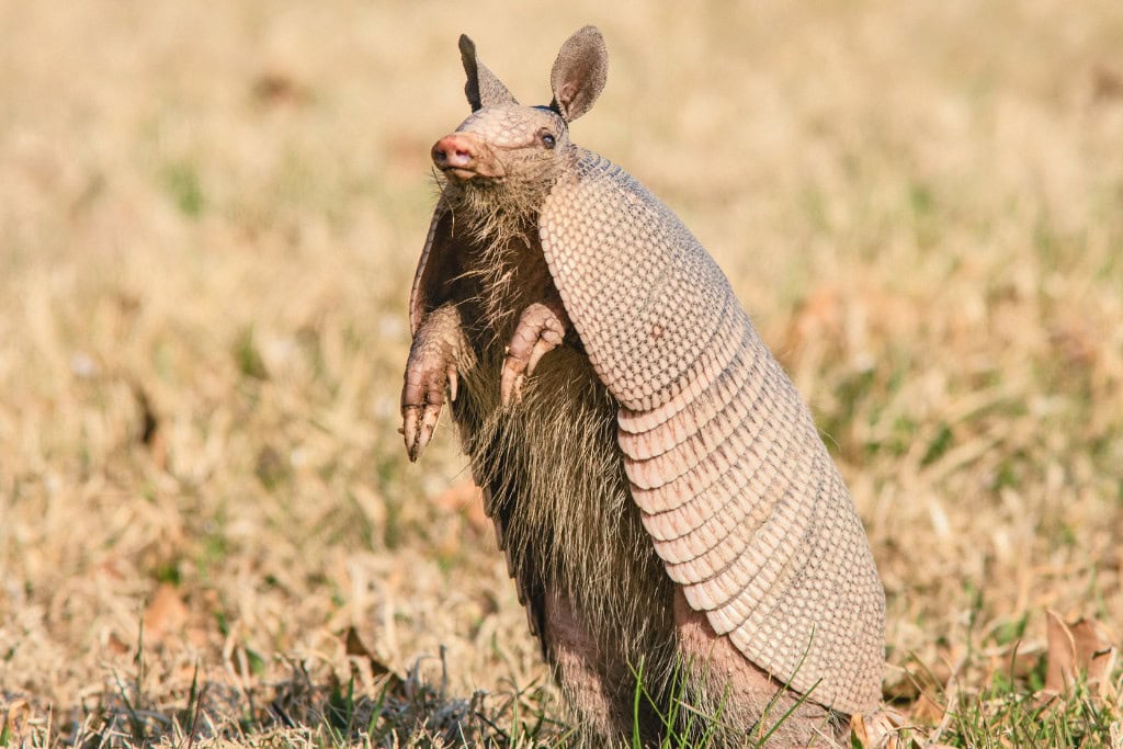 Unlock the Armadillo Spirit Animal Meaning Guidance in Life & Dreams Standing Armadillo with armor raised, looking alert – capturing its unique shell and upright stance, a symbol of awareness, resilience, and spiritual grounding.