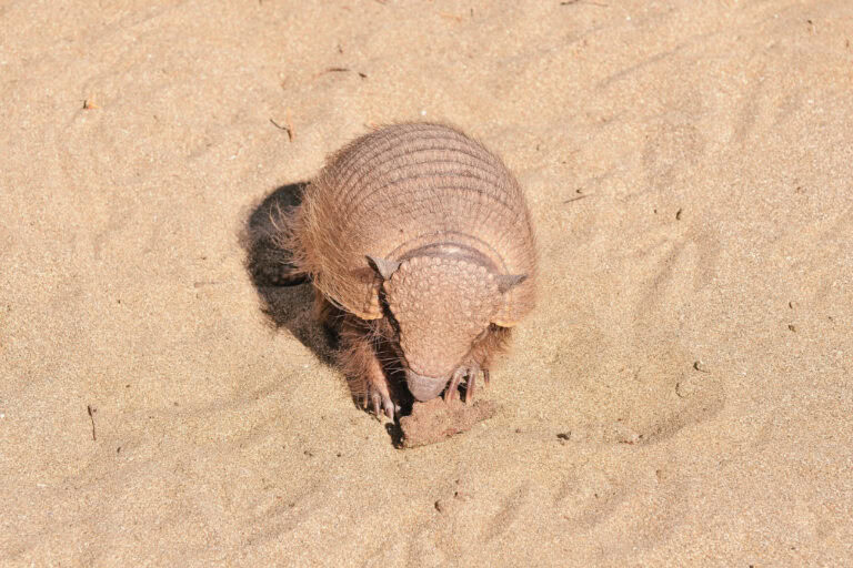 Armadillo on sandy ground, digging with its claws – highlighting its natural instinct to burrow, symbolizing emotional excavation and protection in Armadillo spirit animal meaning.