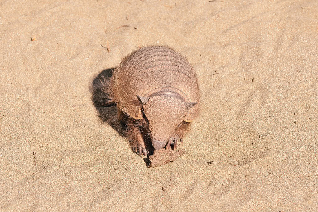 Unlock the Armadillo Spirit Animal Meaning Guidance in Life & Dreams Armadillo on sandy ground, digging with its claws – highlighting its natural instinct to burrow, symbolizing emotional excavation and protection in Armadillo spirit animal meaning.