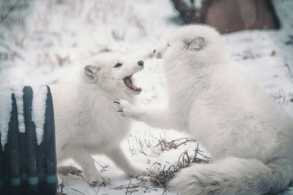 Understanding the Arctic Fox Spirit Animal's Symbolism and Its Relevance to Your Personal Growth Two Arctic foxes interacting in the snow, one with its mouth open playfully toward the other. Captures the playful yet resilient traits of the Arctic Fox spirit animal.