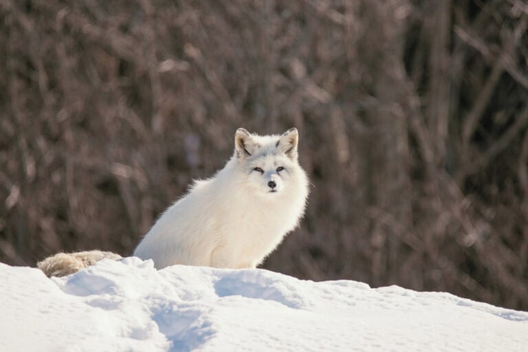 A white Arctic fox sitting on a snowy hill, its fur blending with the winter landscape. Represents the quiet resilience and adaptability of the Arctic Fox spirit animal.