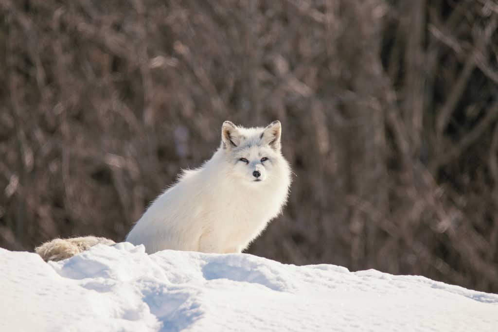 Understanding the Arctic Fox Spirit Animal's Symbolism and Its Relevance to Your Personal Growth A white Arctic fox sitting on a snowy hill, its fur blending with the winter landscape. Represents the quiet resilience and adaptability of the Arctic Fox spirit animal.
