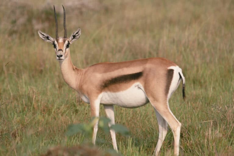 A slender antelope with tan and white fur and curved horns standing alert in tall grass, symbolizing awareness in the antelope spirit animal meaning.