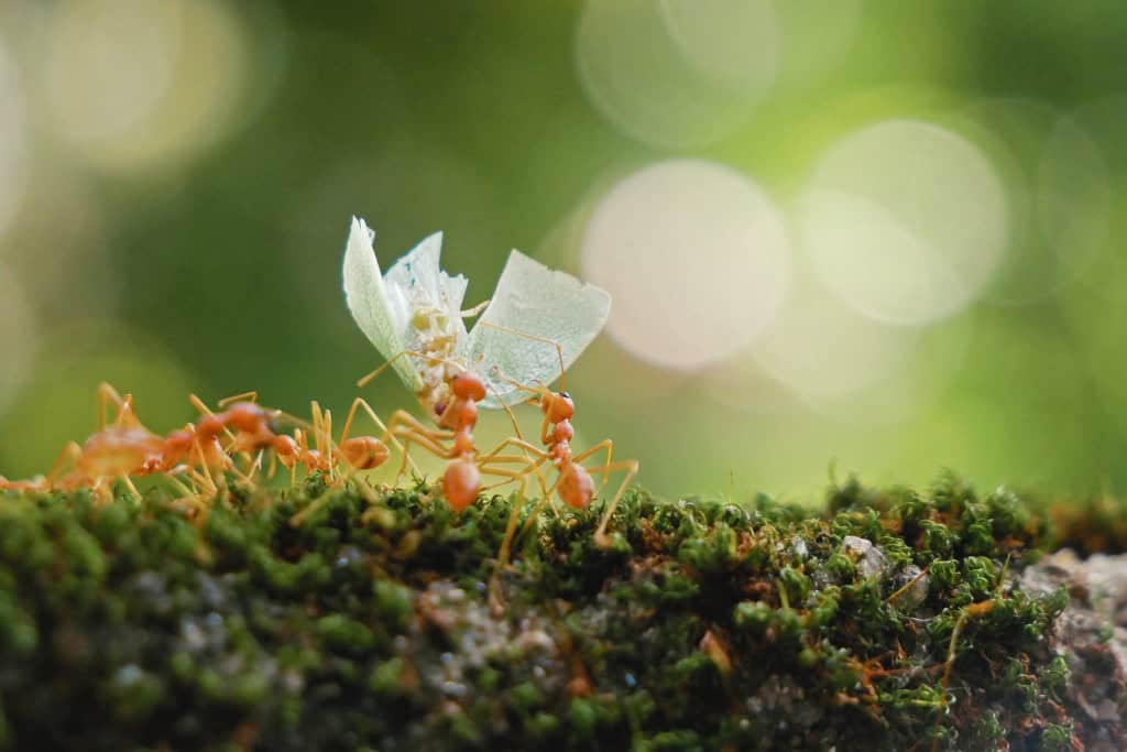 Ants working together to carry leaf fragments on moss, reflecting resilience, shared effort, and the spiritual teaching of collective strength.