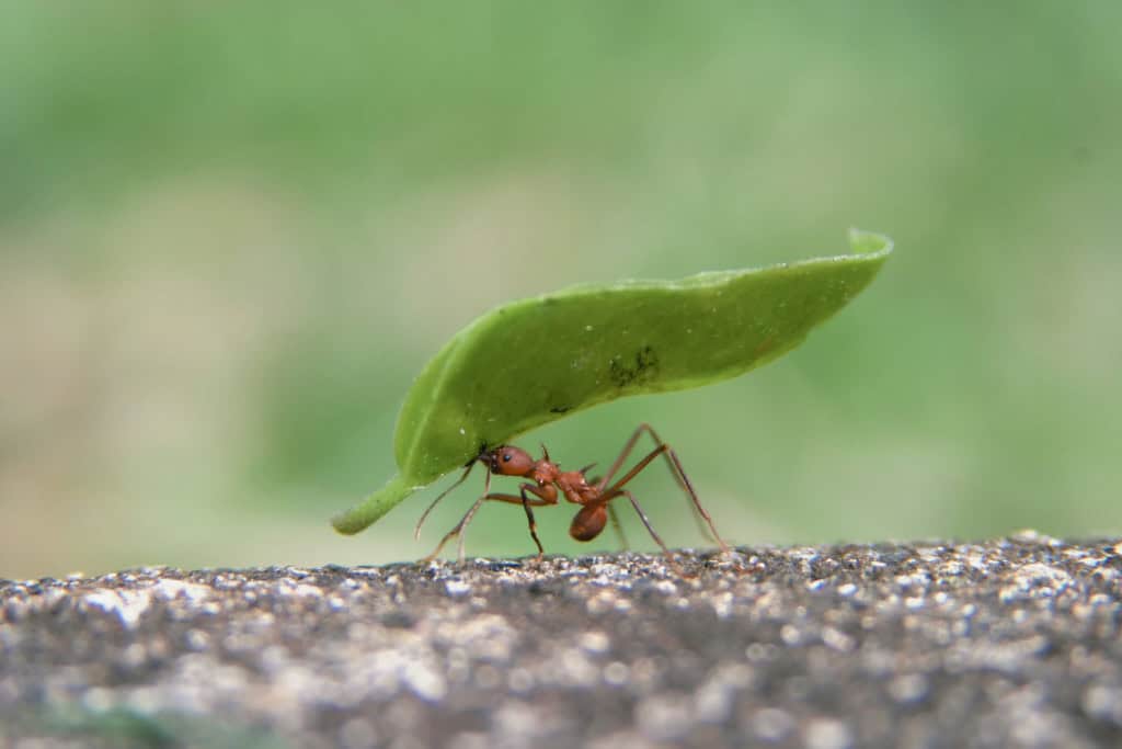 A leafcutter ant carrying a large green leaf, symbolizing hard work, perseverance, and the ability of the ant spirit animal to turn small steps into great achievements.