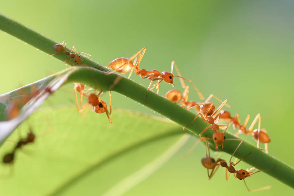 A line of bright orange ants crawling along a stem, embodying community effort and the disciplined structure associated with the ant spirit animal.