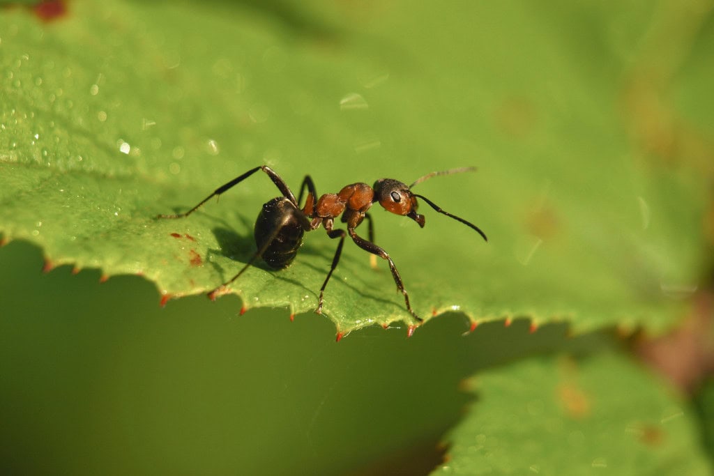 Close-up of a single ant walking on a green leaf, representing focus, determination, and the steady guidance of the ant spirit animal.