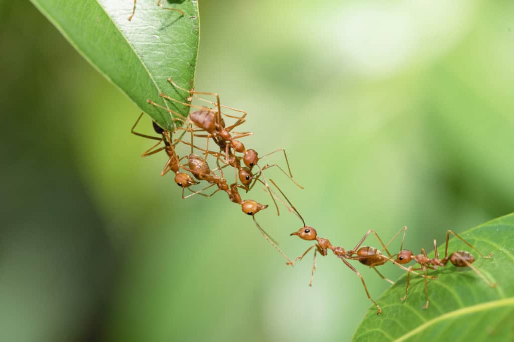 Ants forming a living bridge between two leaves, reflecting the ant spirit animal’s message of cooperation, trust, and unity in overcoming obstacles.