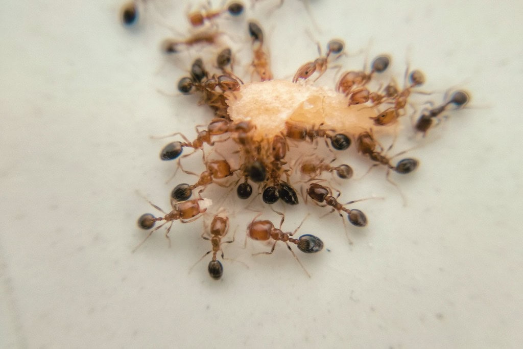 A cluster of ants surrounding and carrying a food crumb, symbolizing teamwork, persistence, and the collective wisdom of the ant spirit animal.