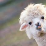 Close-up of a white alpaca with fluffy hair and a quirky smile, symbolizing the gentle yet charismatic personality of the alpaca spirit animal.