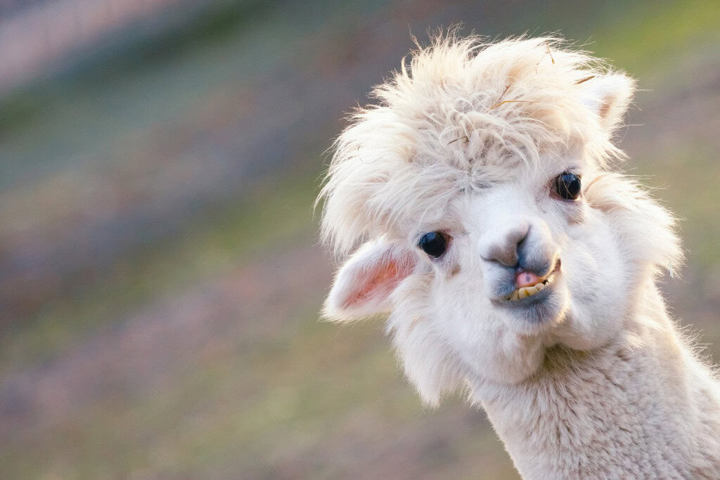 What the Alpaca Spirit Animal Reveals About You Close-up of a white alpaca with fluffy hair and a quirky smile, symbolizing the gentle yet charismatic personality of the alpaca spirit animal.