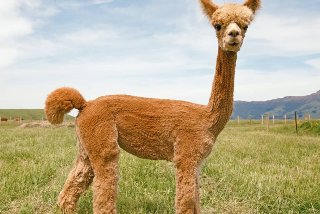 What the Alpaca Spirit Animal Reveals About You A freshly sheared alpaca standing tall in a grassy field with mountains in the distance, representing renewal and the abundance of alpaca symbolism.