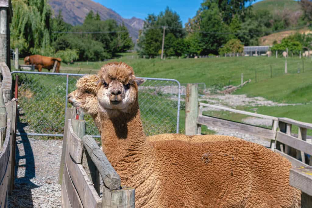 What the Alpaca Spirit Animal Reveals About You Two alpacas standing in a wooden pen with mountains and green fields behind them, symbolizing the grounded and resilient nature of the alpaca spirit animal.