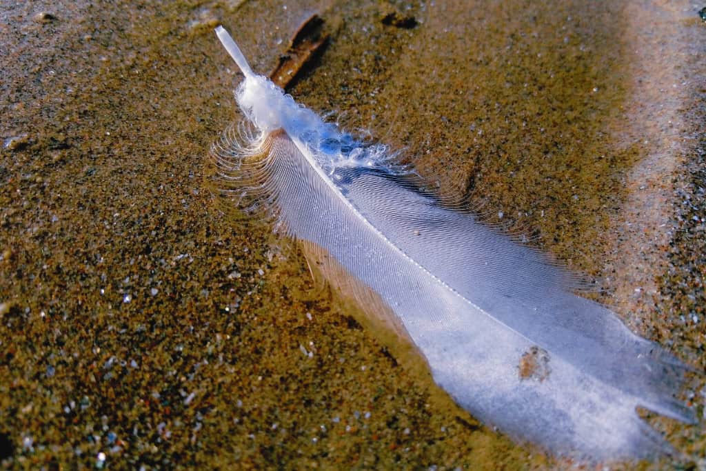 A single white albatross feather resting on wet sand, evoking themes of spiritual signs, messages, and ancestral connection.