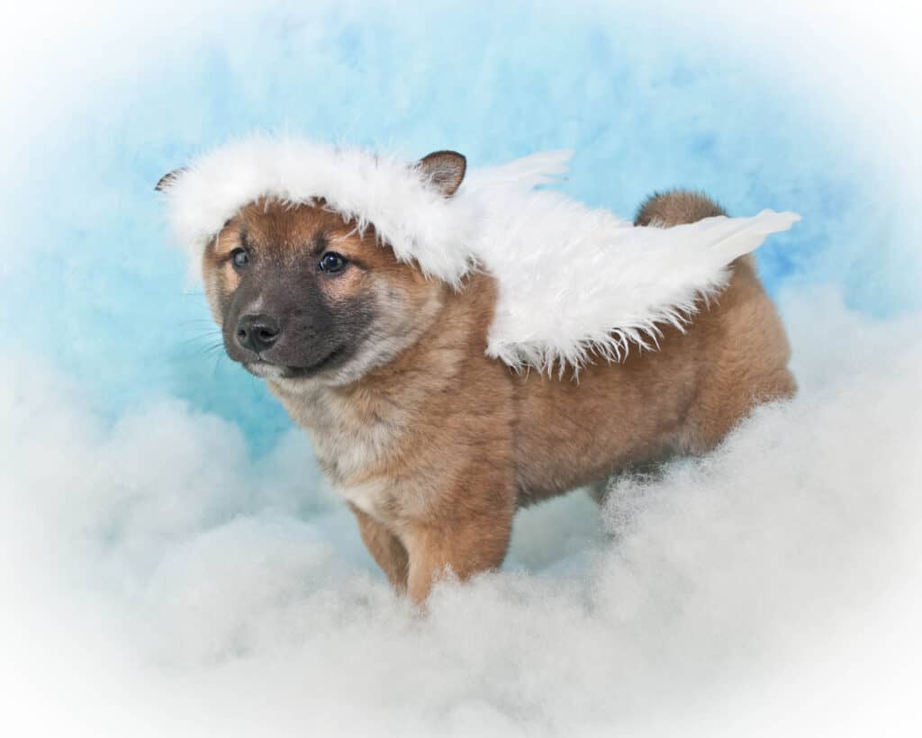 What Angel Number 6 Reveals About Your Spiritual Path A small puppy wearing white angel wings, standing on clouds, embodying innocence, love, and the playful side of Angel Number 6’s nurturing energy.