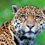 Jaguar staring directly forward with alert eyes, symbolizing confidence, awareness, and the steady gaze of the Jaguar as spirit animal.