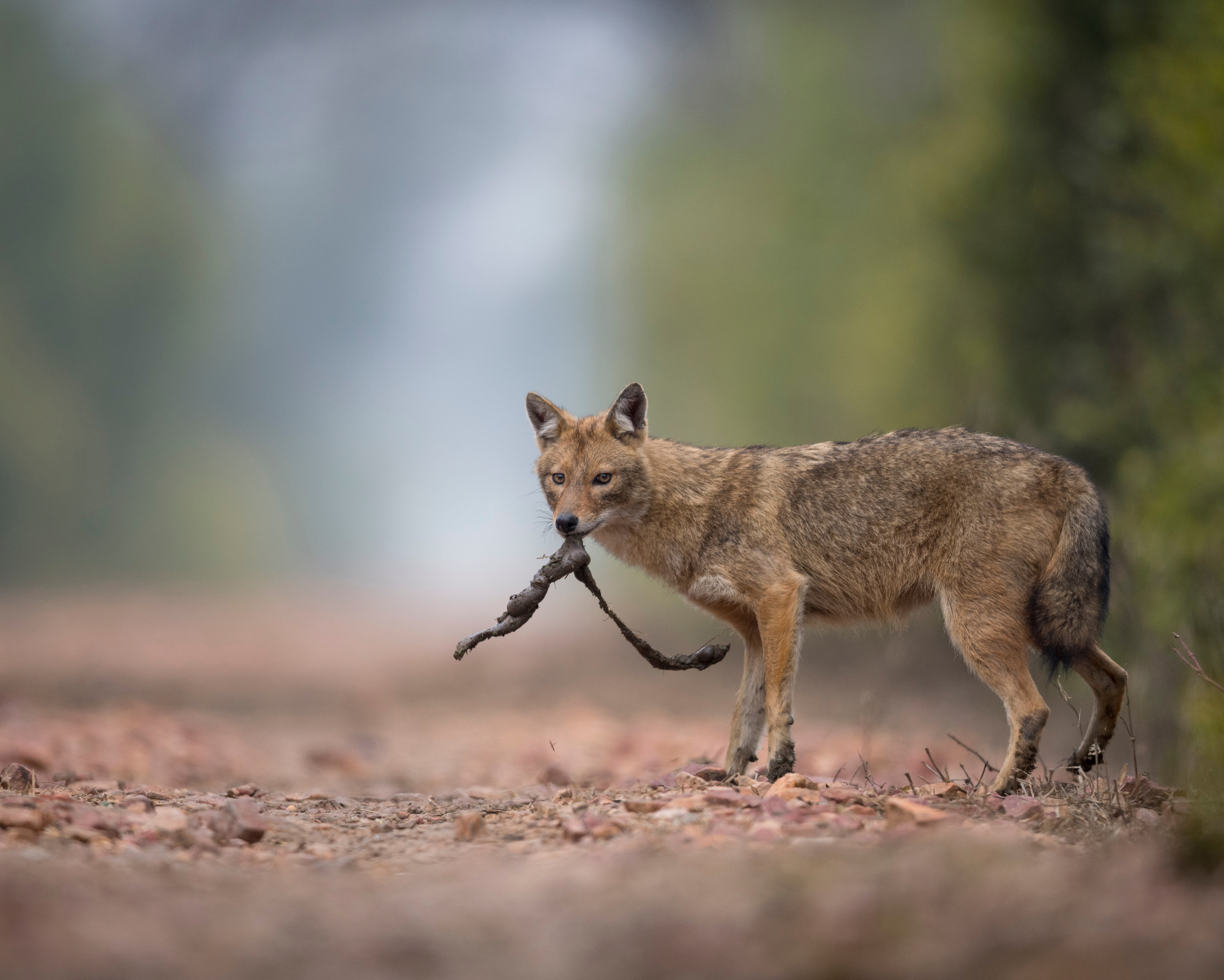 A golden jackal carrying a stick while walking on a forest trail, embodying the intelligence and resourcefulness of the Jackal spirit animal.